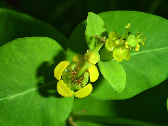 Euphorbia hyberna (Irish spurge), Watersmeet, Devon