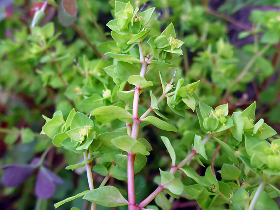 Small green flowers - euphorbia peplus (petty spurge), Stoke Gifford, Gloucestershire