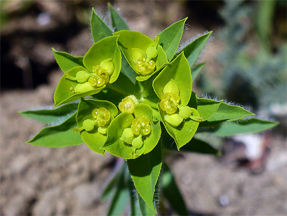 Euphorbia platyphyllos (broad-leaved spurge), Fivehead Arable Fields, Somerset