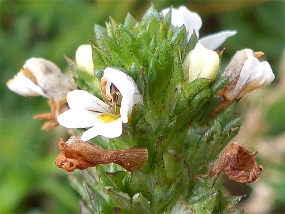 Euphrasia tetraquetra (western eyebright), Merthyr Mawr, Bridgend