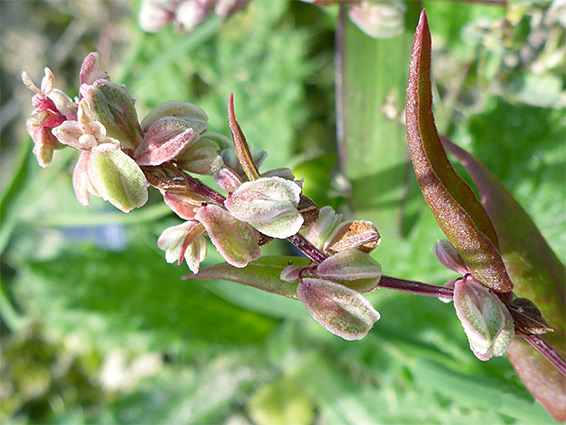 Fallopia convolvulus (black bindweed), Calstone Down, Wiltshire