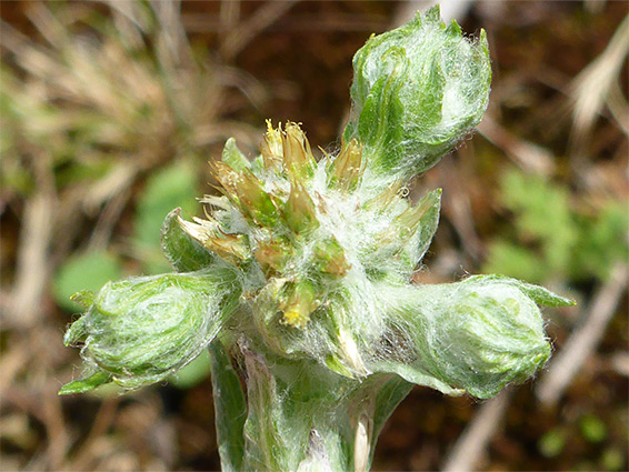 Common cudweed (filago vulgaris), Blashford Lakes, Hampshire