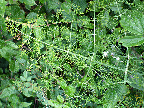 Finely-divided leaf