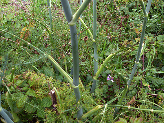 Stems and leaves