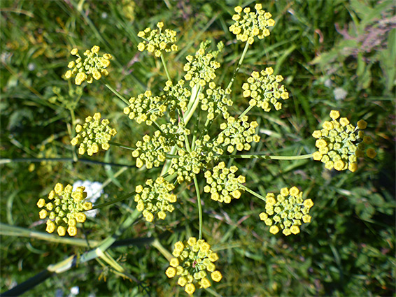 Greenish-yellow flowers