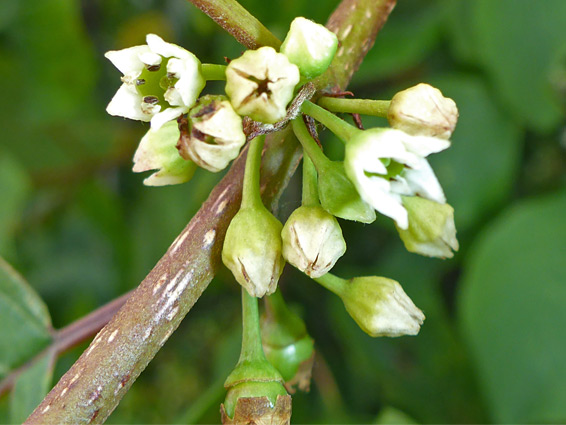 Alder buckthorn (frangula alnus), Weston Moor, Somerset