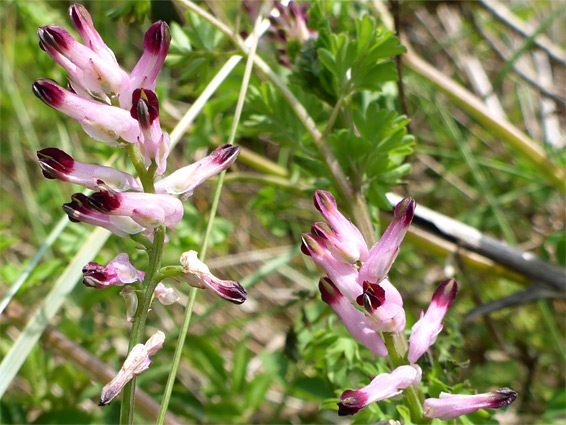 Common ramping-fumitory (fumaria muralis), Dawlish Warren, Devon