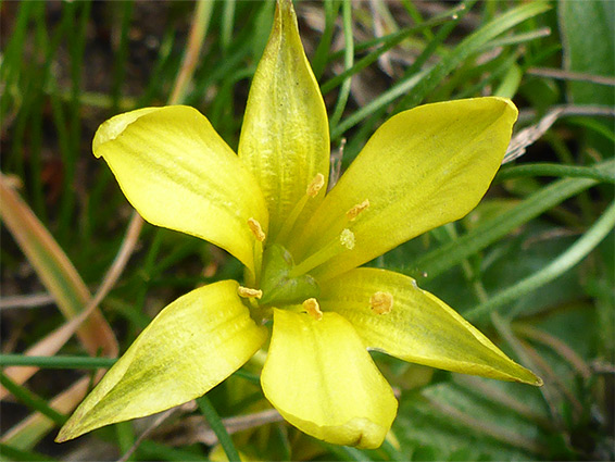 Early star-of-bethlehem (gagea bohemica), Stanner Rocks Nature Reserve, Powys