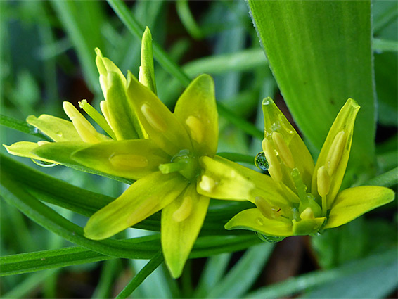 Gagea lutea (yellow star-of-bethlehem), Ketford Bank Nature Reserve, Gloucestershire