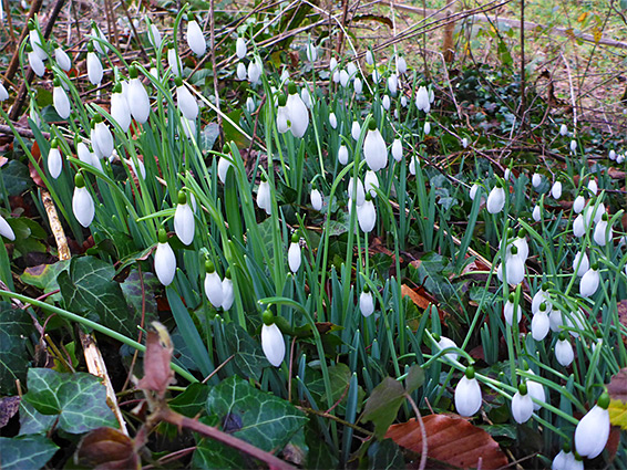 Many flowers
