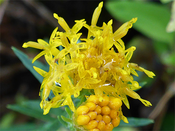 Galatella linosyris (goldilocks aster), Uphill Nature Reserve, Somerset