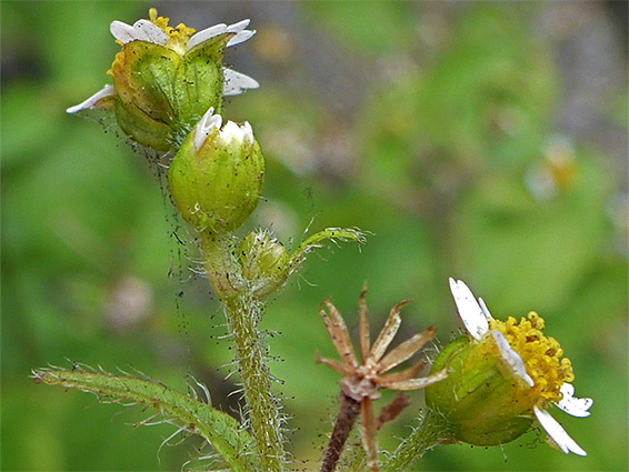 Shaggy soldier (galinsoga quadriradiata), Filton, Bristol