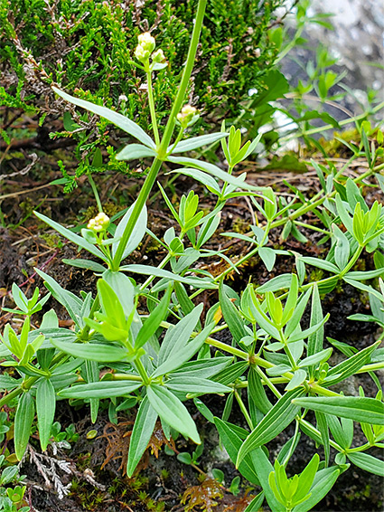 Northern bedstraw (galium boreale), Cwm Idwal, Gwynedd