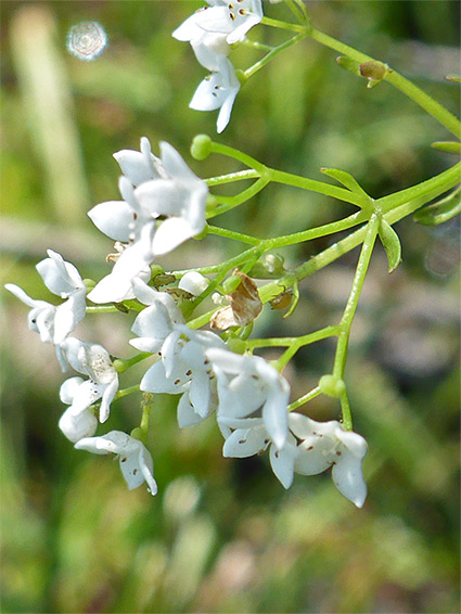 Galium constrictum (slender marsh bedstraw), Holmsley Inclosure, New Forest, Hampshire