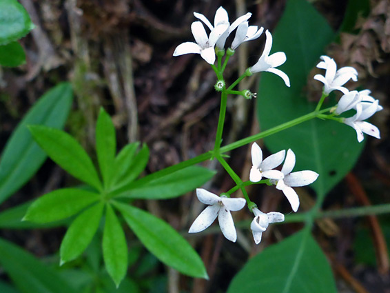 Woodruff (galium odoratum), Valley of Rocks, Devon