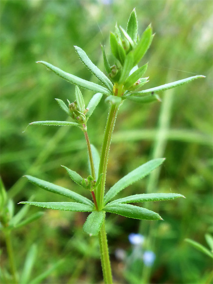 Galium parisiense (wall bedstraw), Taunton, Somerset