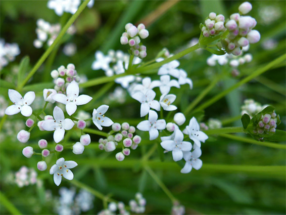 UK Wildflowers - Rubiaceae - Galium Uliginosum, Fen Bedstraw