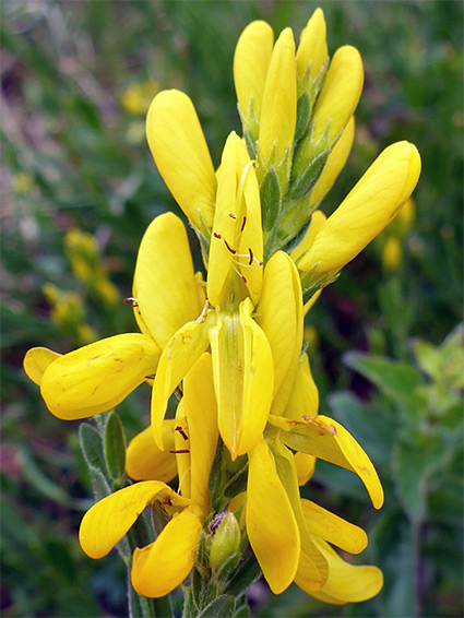 Genista tinctoria (Dyer's greenweed), Daneway Banks, Gloucestershire