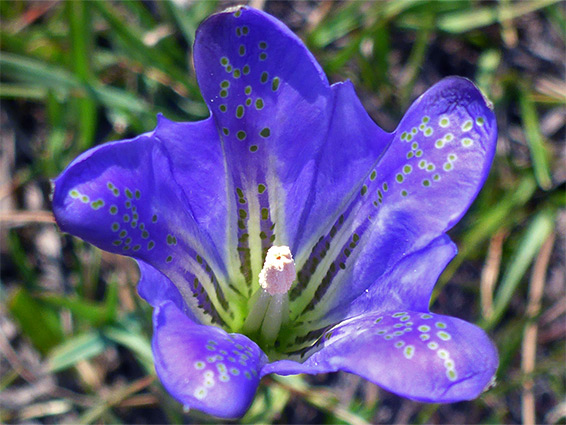 Gentiana pneumonanthe (marsh gentian), Buck Hill, New Forest, Hampshire