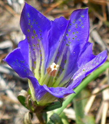 Marsh gentian