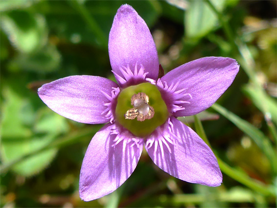 Gentianella anglica (early gentian), High Clear Down, Wiltshire