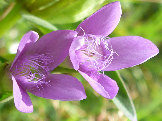 Gentianella campestris (field gentian), Highclere Park, Hampshire