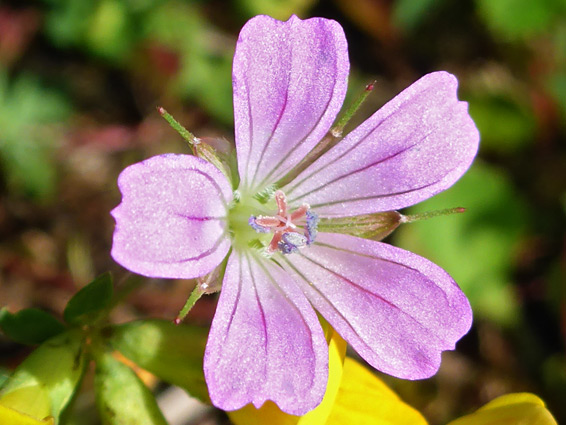 Long-stalked cranesbill (geranium columbinum), White Rocks Nature Reserve, Monmouthshire