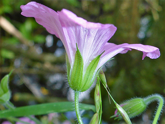 French cranesbill (geranium endressii), Stoke Gifford, South Gloucestershire