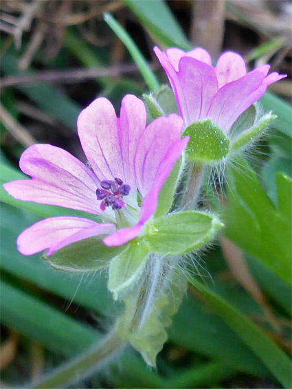 Two flowers