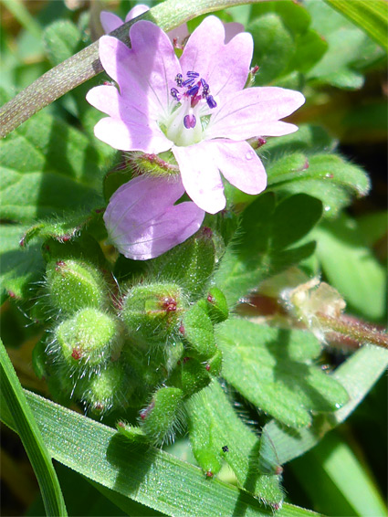 Buds and flower