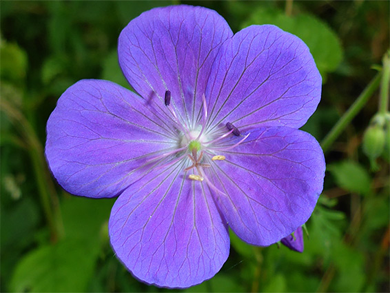 Geranium pratense (meadow cranesbill), Chew Valley Lake, Somerset