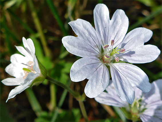 Hedgerow cranesbill (geranium pyrenaicum), Whiteshill Common, South Gloucestershire