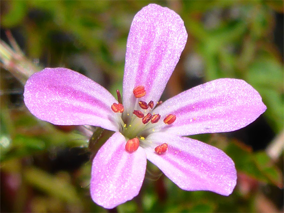 Herb robert (geranium robertianum), Dolebury Warren, Somerset