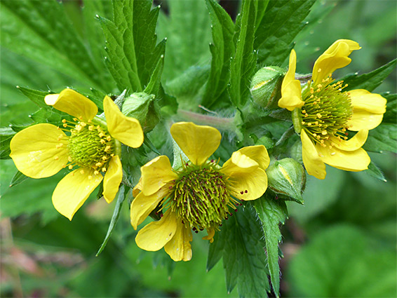 Geum macrophyllum (large-flowered avens), Cors Caron National Nature Reserve, Ceredigion