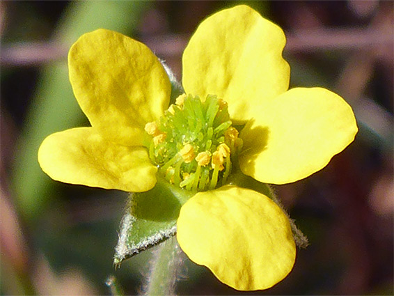 Geum urbanum (wood avens), Brean Down, Somerset