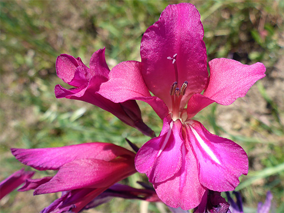 Gladiolus communis (eastern gladiolus), Fivehead Arable Fields, Somerset