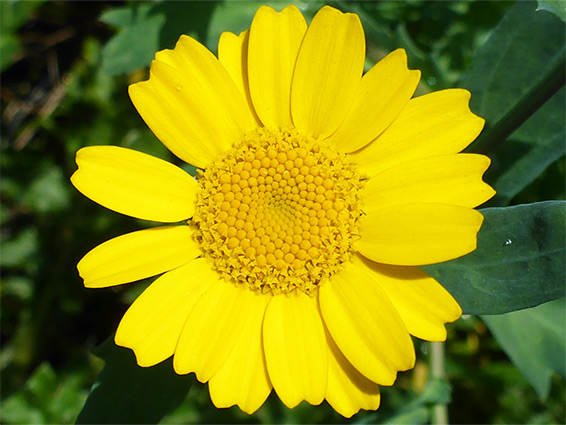 Glebionis segetum (corn marigold), Frenchay, Bristol