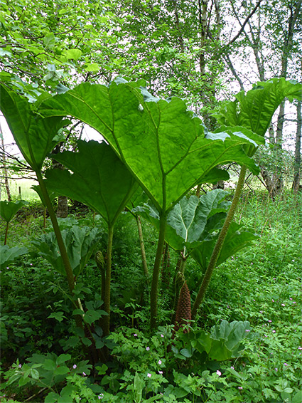 Leaves