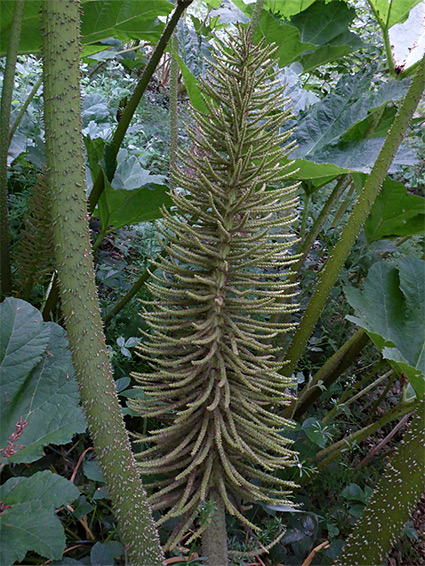 Flower spike