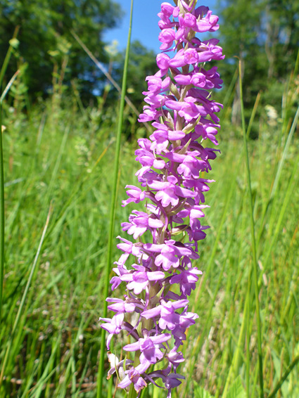 Gymnadenia densiflora (marsh fragrant orchid), Henllys Bog, Torfaen