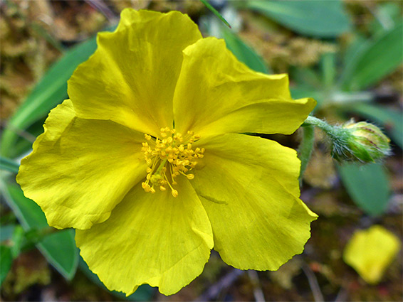 Helianthemum nummularium (common rock-rose), Lancaut Nature Reserve, Gloucestershire