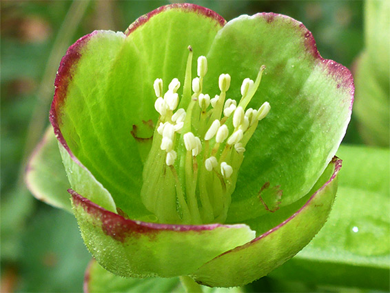 Stinking hellebore (helleborus foetidus), Rudge End Quarry Nature Reserve, Herefordshire