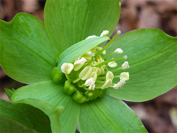 Green hellebore (helleborus viridis), Clarken Combe, Somerset