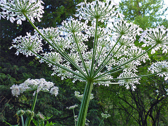 Giant hogweed (heracleum mantegazzianum), Workmans Wood, Gloucestershire