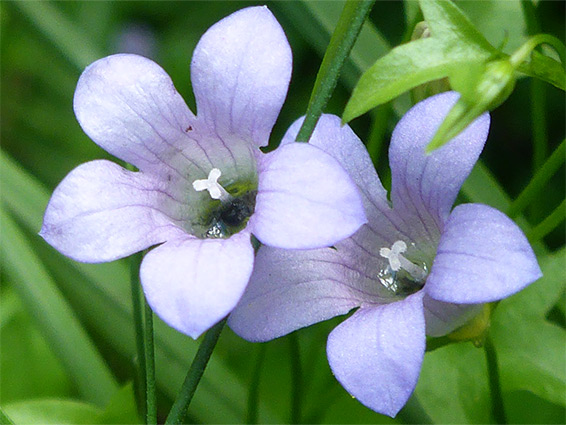 Hesperocodon hederaceus (ivy-leaved bellflower), Nant Irfon National Nature Reserve, Powys