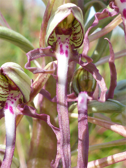 Himantoglossum hircinum (lizard orchid), Berrow Dunes, Somerset