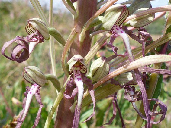 Lizard orchid