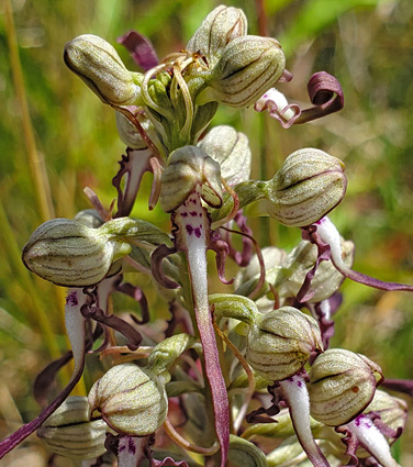 Lizard orchid