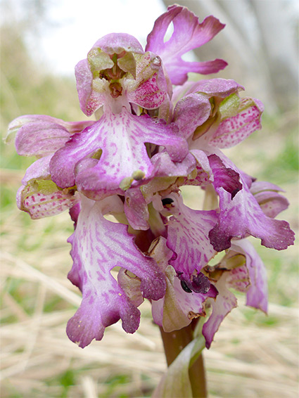 Himantoglossum robertianum (giant orchid), near Didcot, Oxfordshire