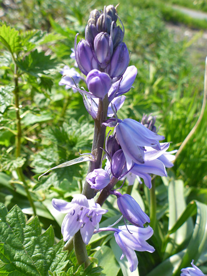 Hyacinthoides hispanica (Spanish bluebell), Lyme Regis, Devon